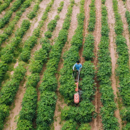 Farmer in neat rows of organic crops, symbolizing success with website development services for agricultural product supplier
