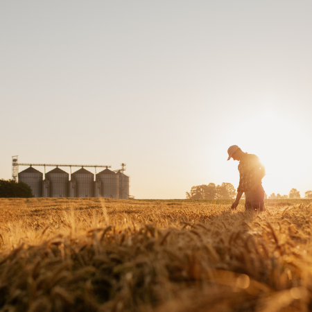Farmer inspecting wheat field with grain silos in the background, indicating success with manufacturing website development